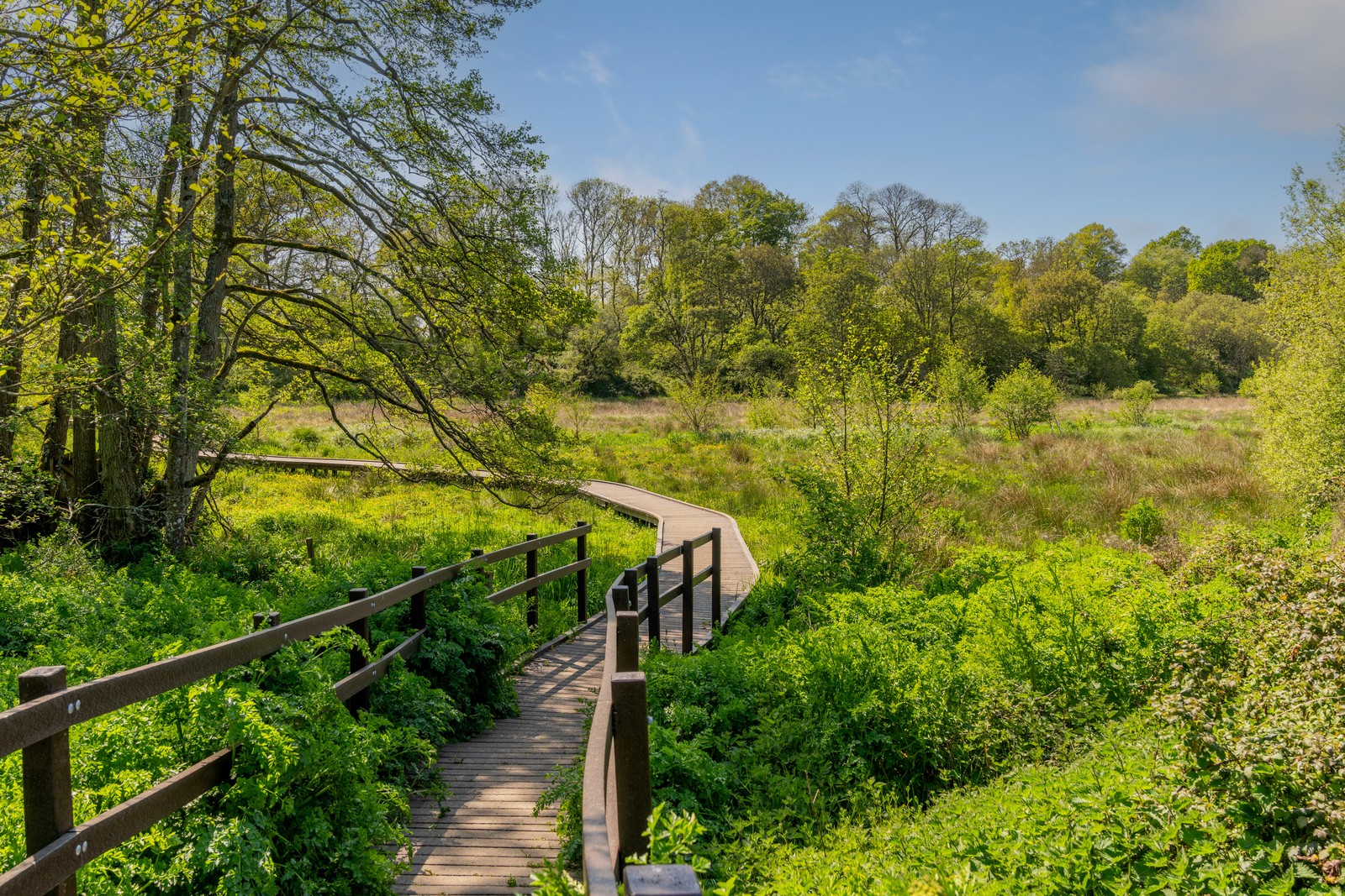 picture of BUILDING AND BIODIVERSITY: WHERE HOMES MEET HABITATS