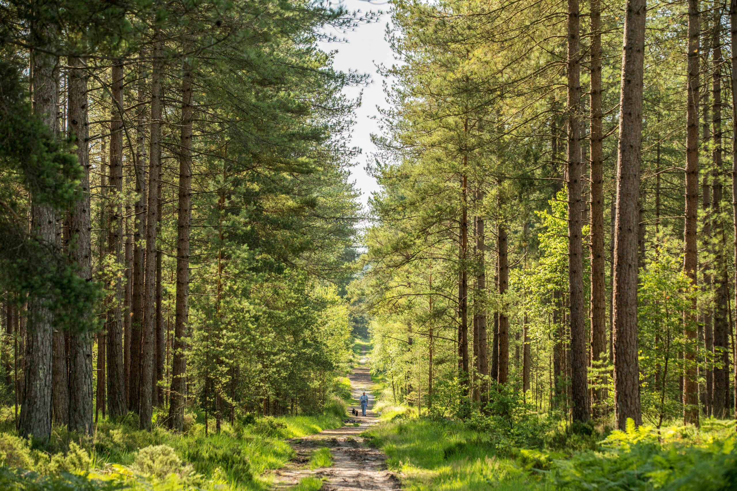 Picture ofSandle Park